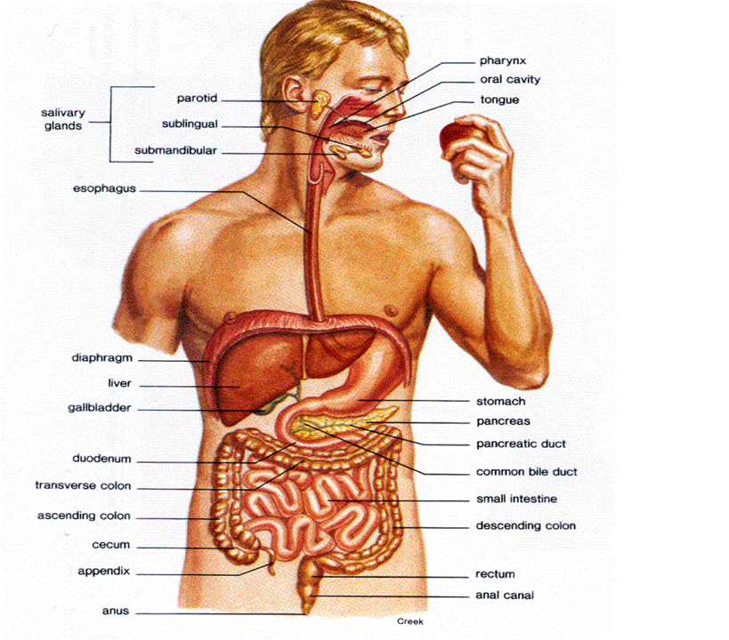 Image result for organ pencernaan  tambahan pada pencernaan manusia