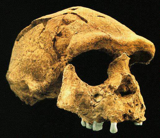  Fosil  Manusia Purba  di  Indonesia LEGOLEGOBLOG